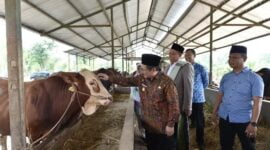 Pj Bupati Pasuruan sidak lapak hewan kurban.