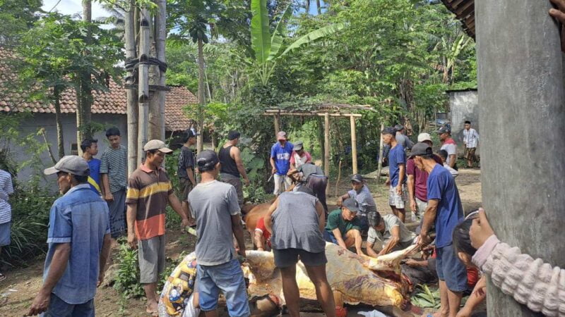 Pemotongan hewan kurban di Kabupaten Probolinggo.